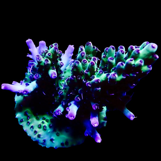 Vibrant Acropora coral under intense lighting in a reef aquarium