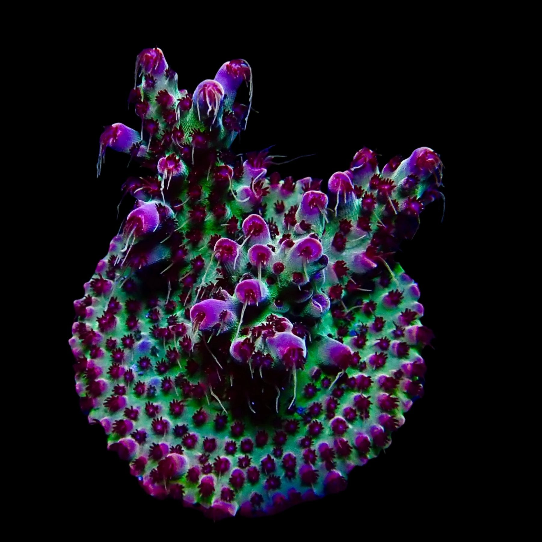 Vibrant Acropora coral under intense lighting in a reef aquarium