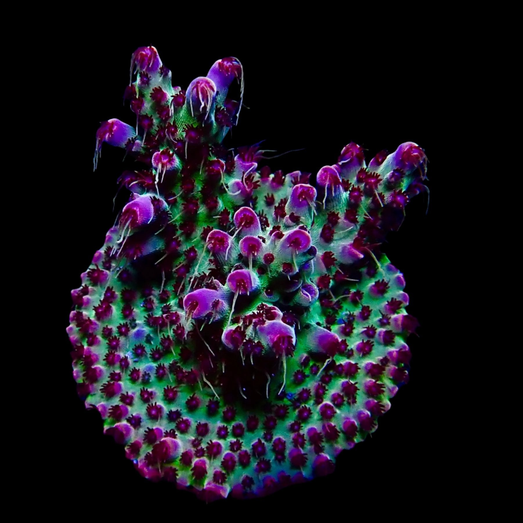 Acropora Frag Australie WYSIWYG