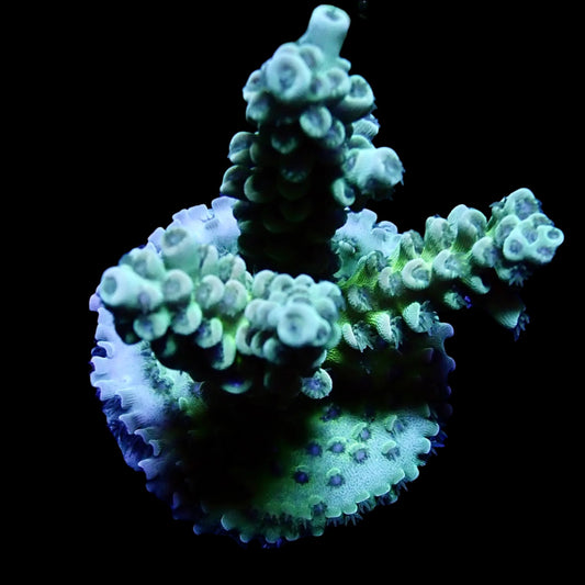 Vibrant Acropora coral under intense lighting in a reef aquarium