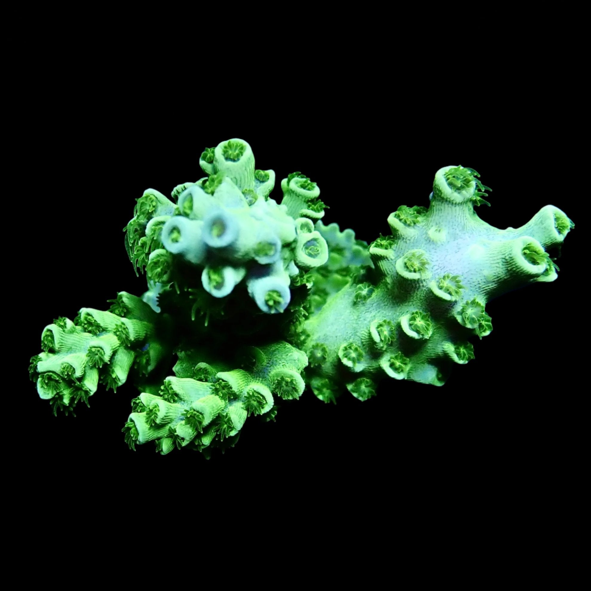 Acropora Frag Australie WYSIWYG