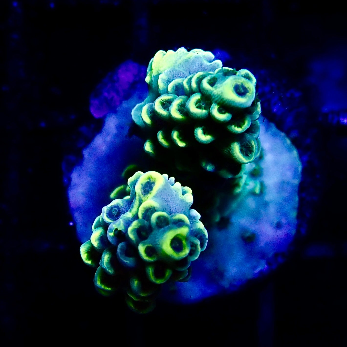 Acropora Frag Australia WYSIWYG