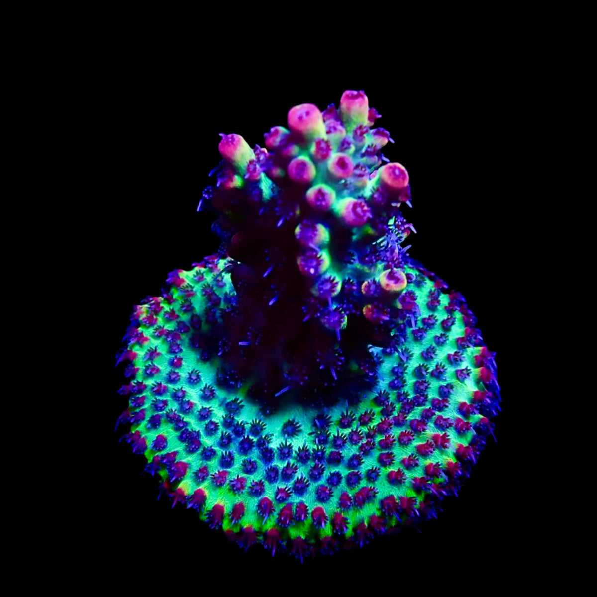Acropora Frag Australie WYSIWYG