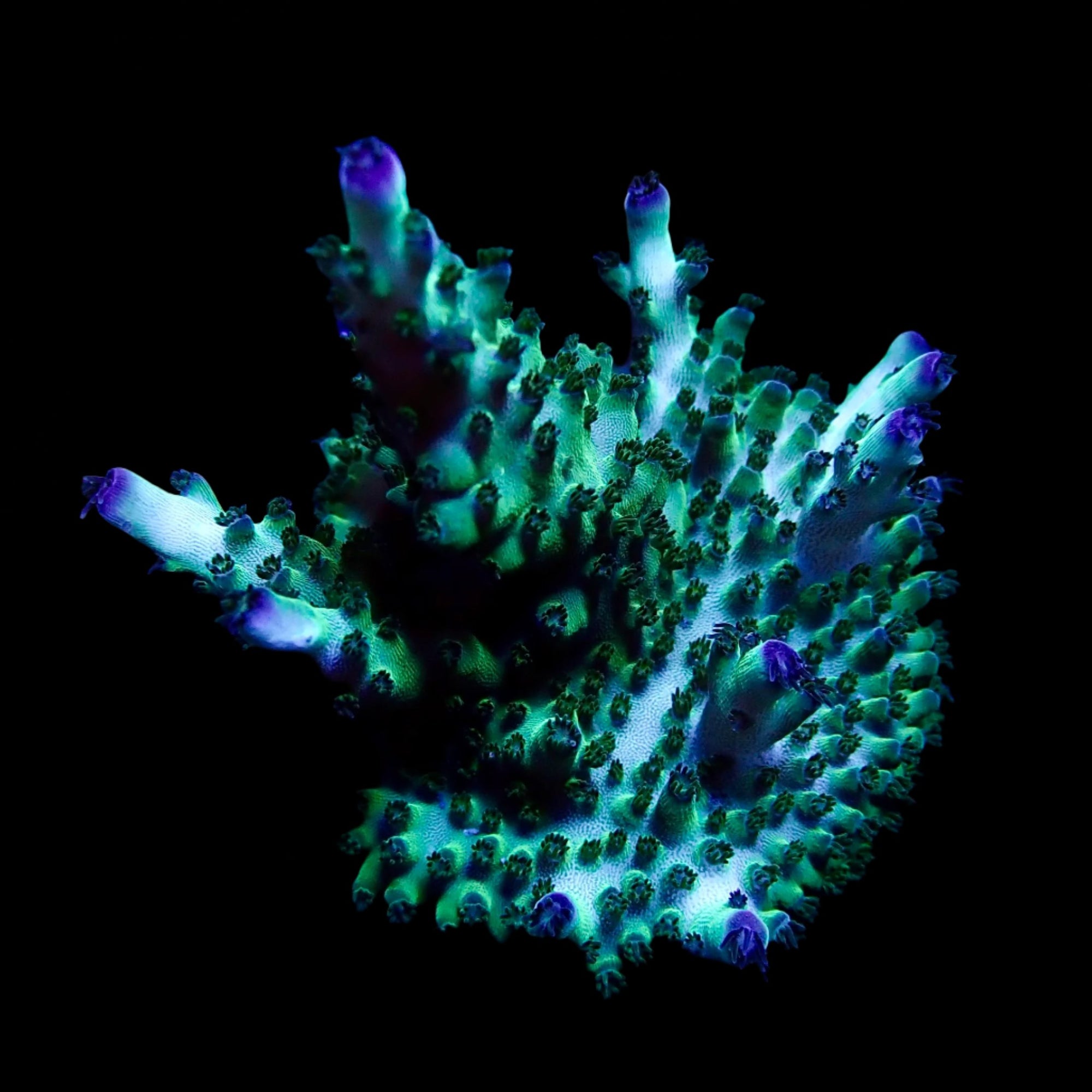Acropora Frag Australie WYSIWYG