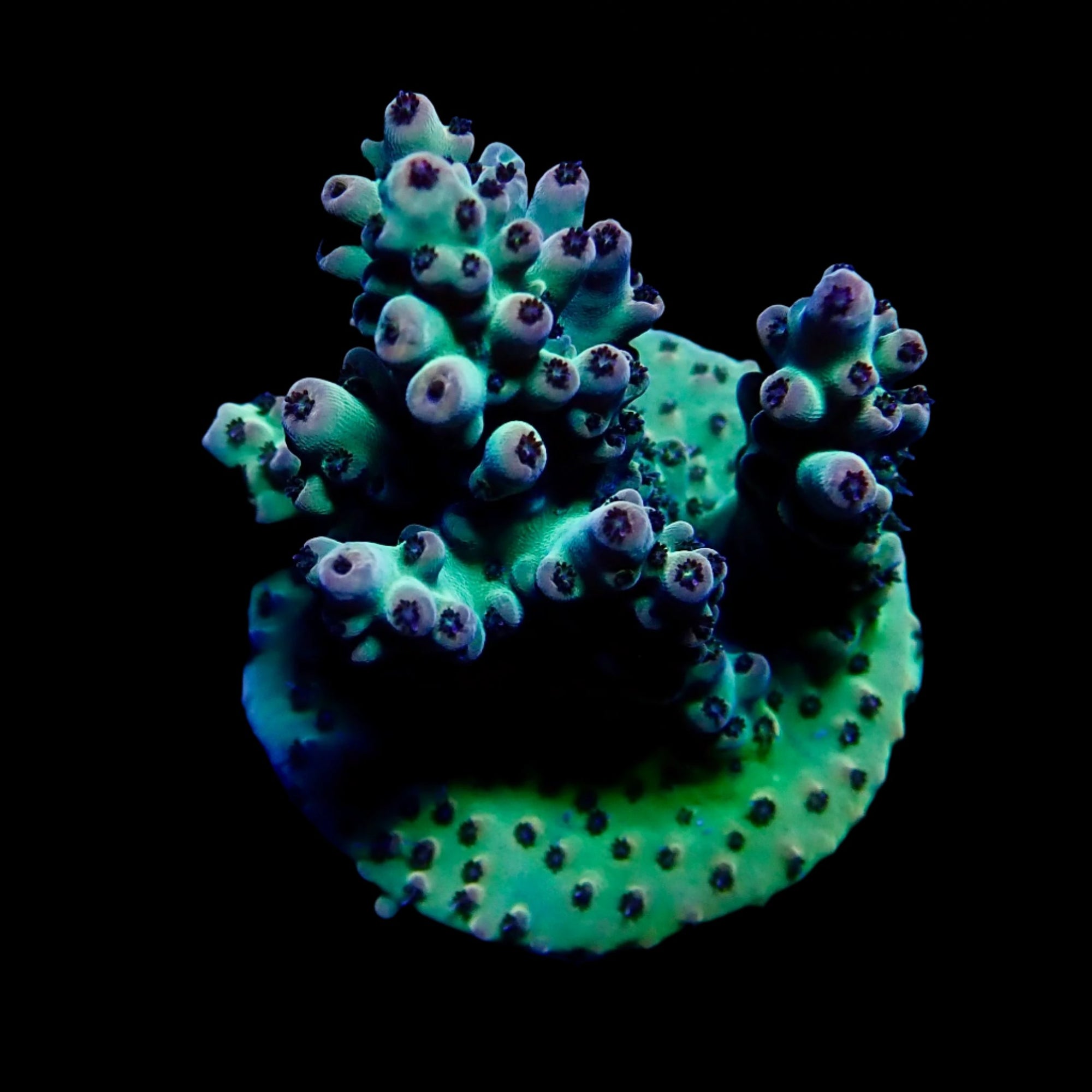 Acropora Frag Australie WYSIWYG