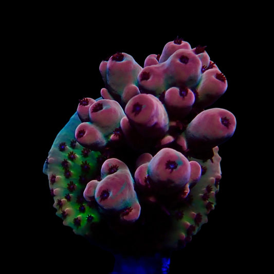 Vibrant Acropora coral under intense lighting in a reef aquarium