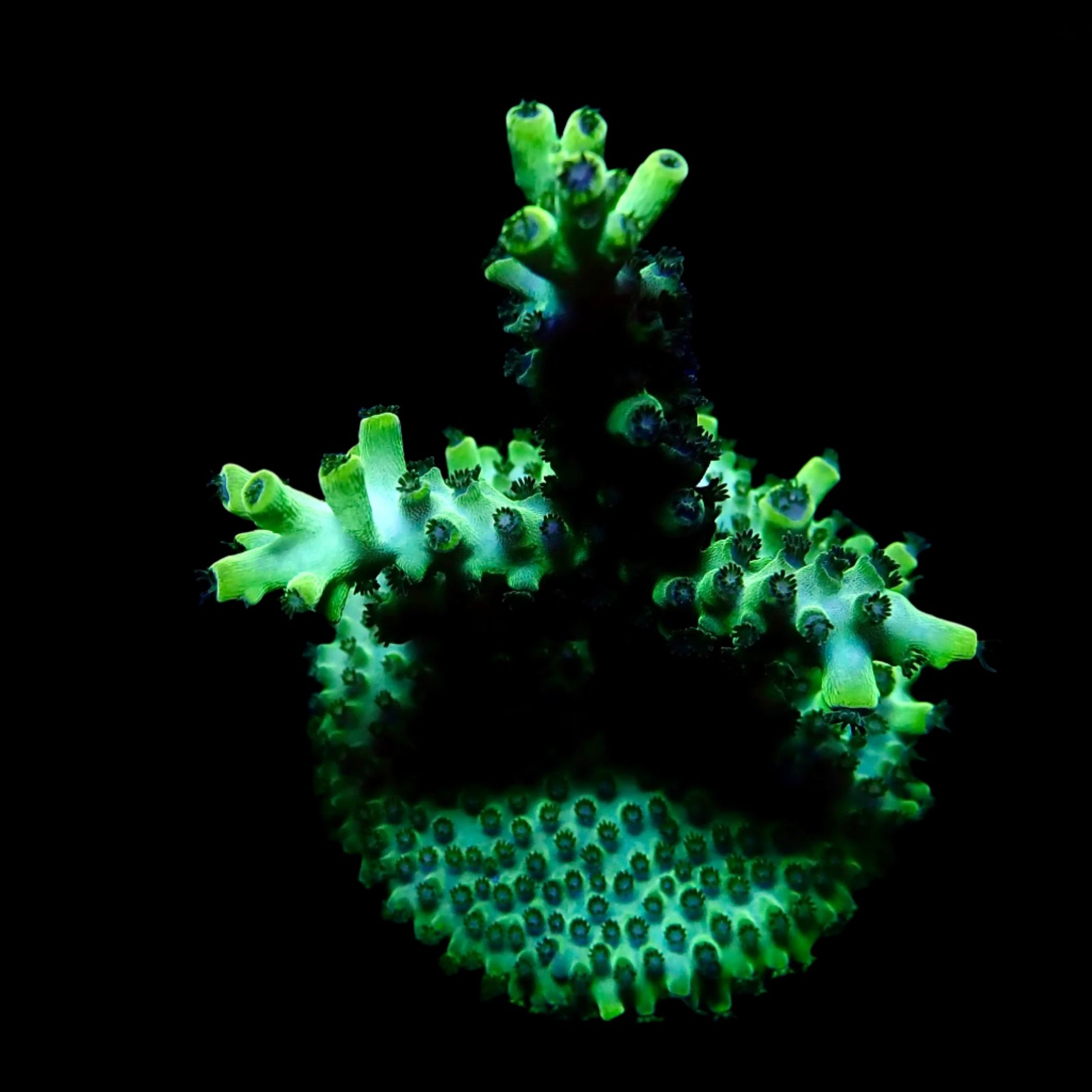 Vibrant Acropora coral under intense lighting in a reef aquarium