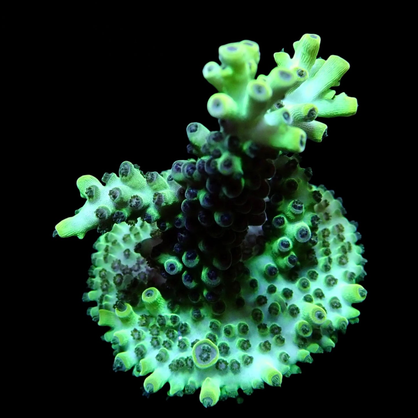 Vibrant Acropora coral under intense lighting in a reef aquarium