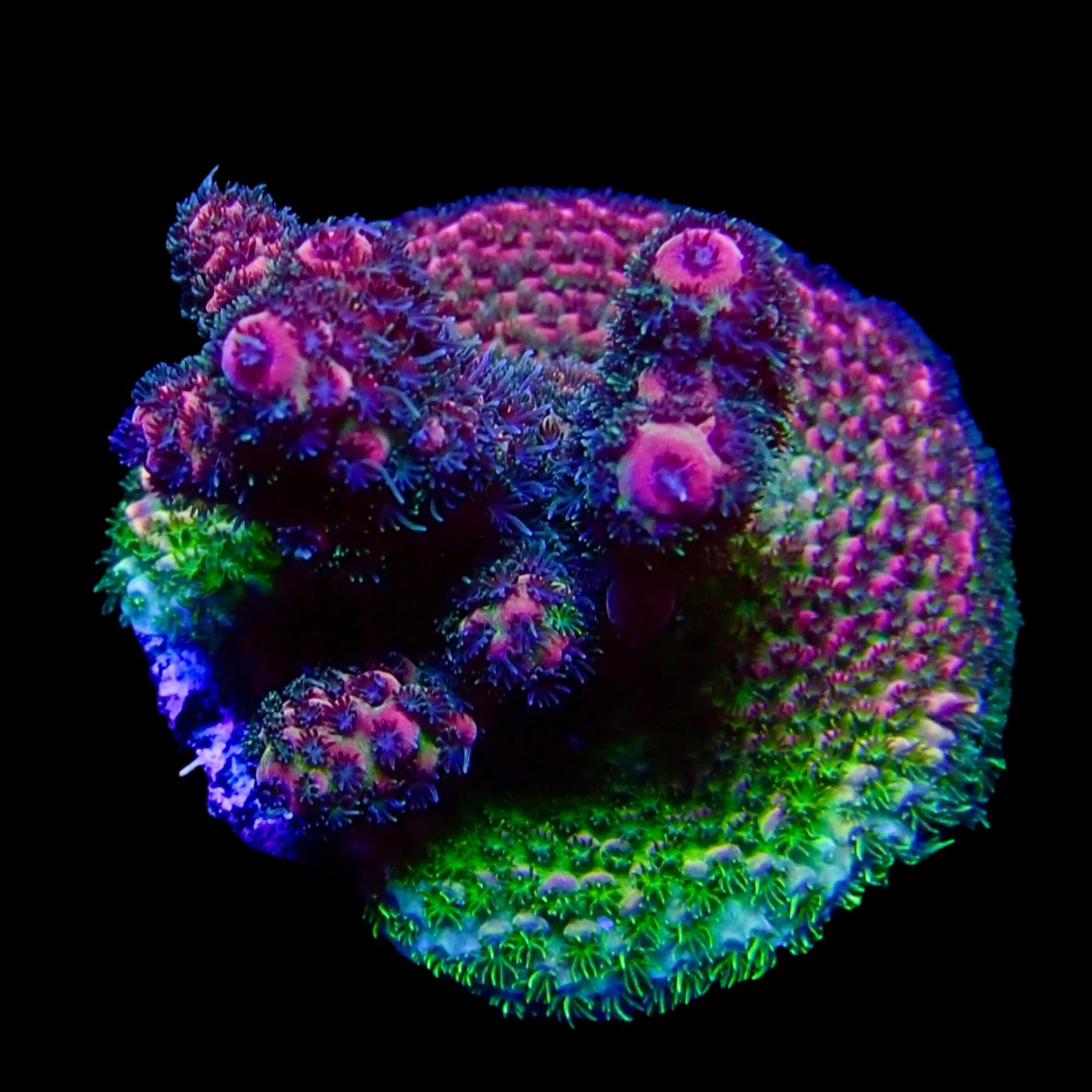 Acropora Frag Australie WYSIWYG