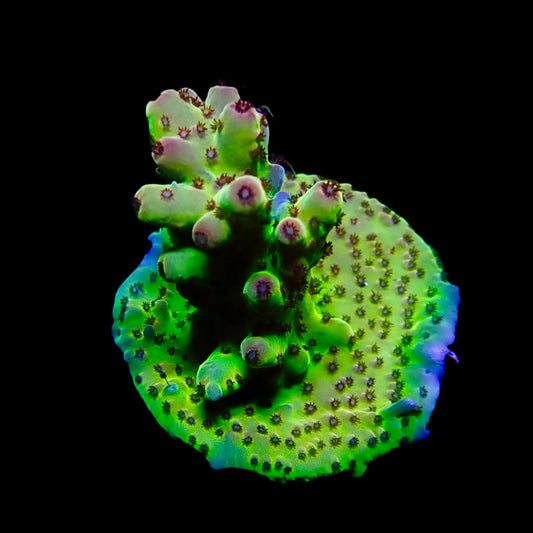 Vibrant Acropora coral under intense lighting in a reef aquarium