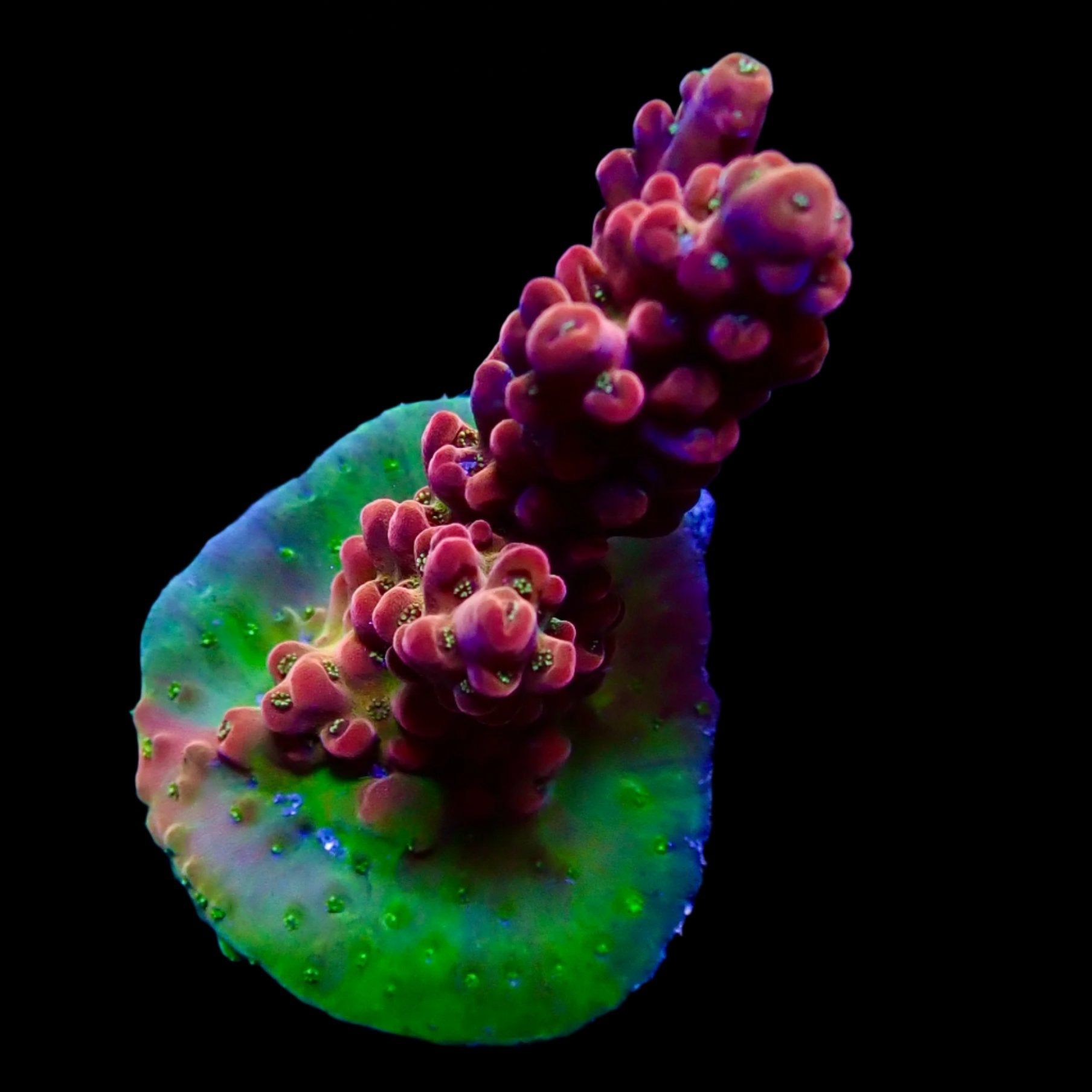 Vibrant Acropora coral under intense lighting in a reef aquarium