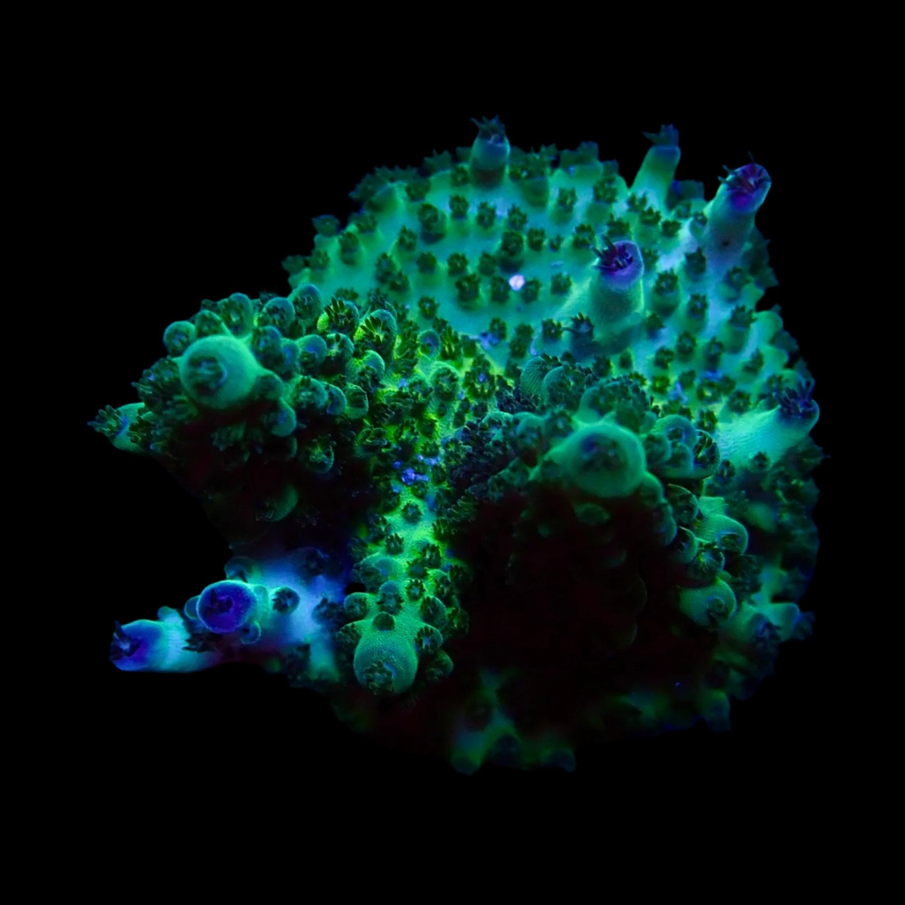 Acropora Frag Australie WYSIWYG