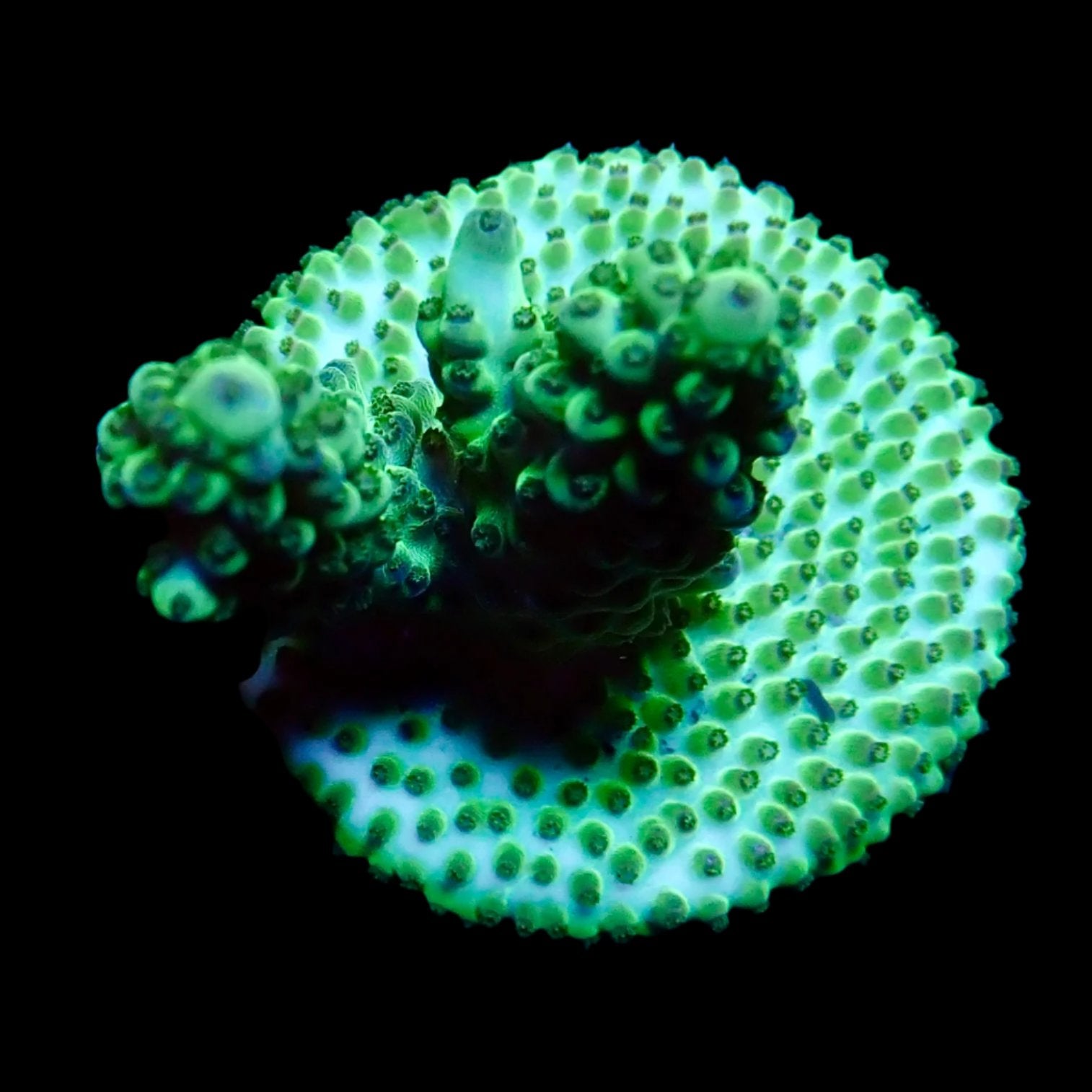 Vibrant Acropora coral under intense lighting in a reef aquarium