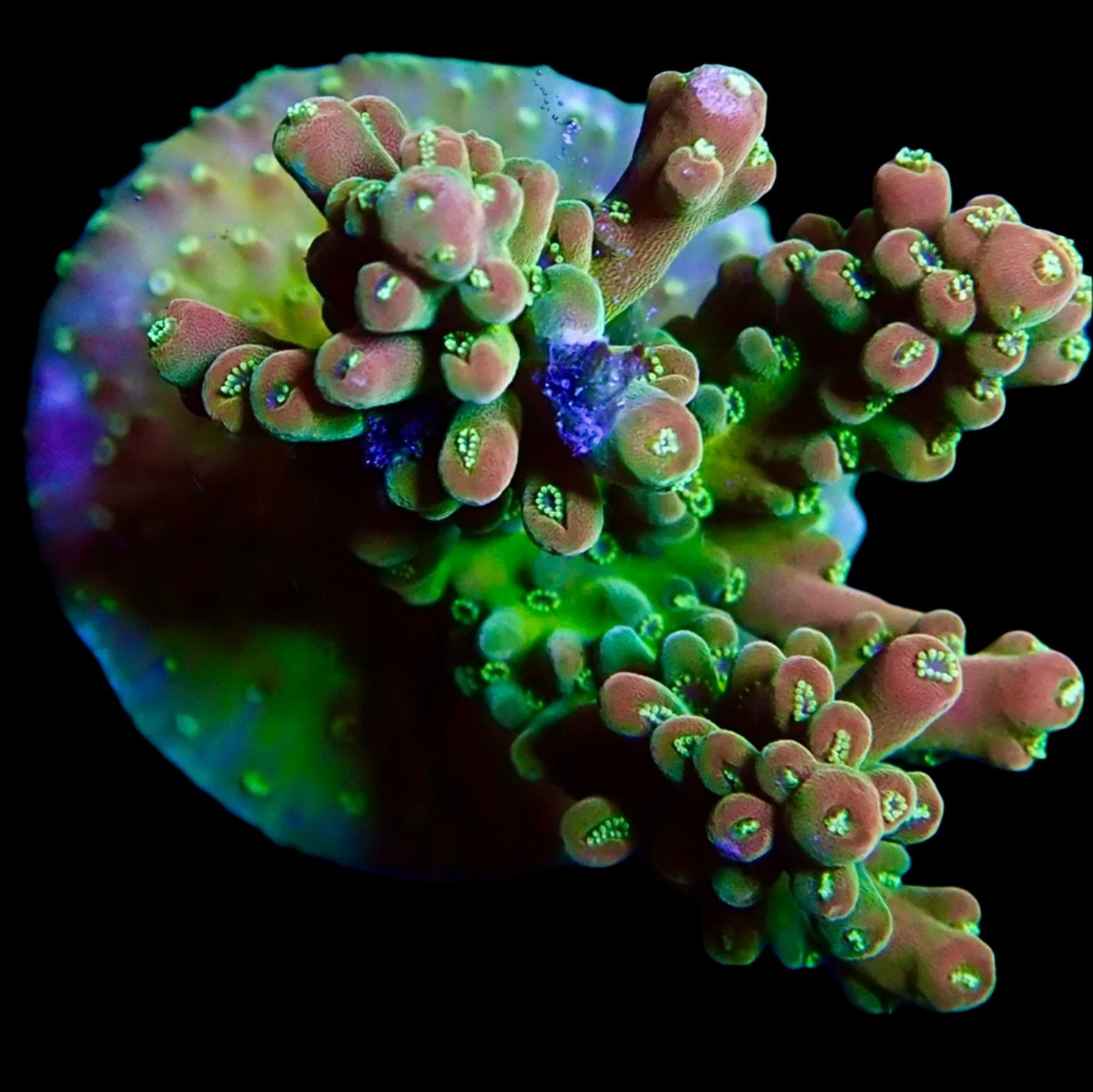 Vibrant Acropora coral under intense lighting in a reef aquarium