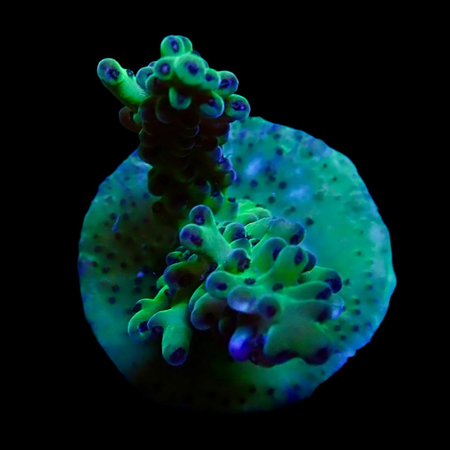 Acropora Frag Australie WYSIWYG