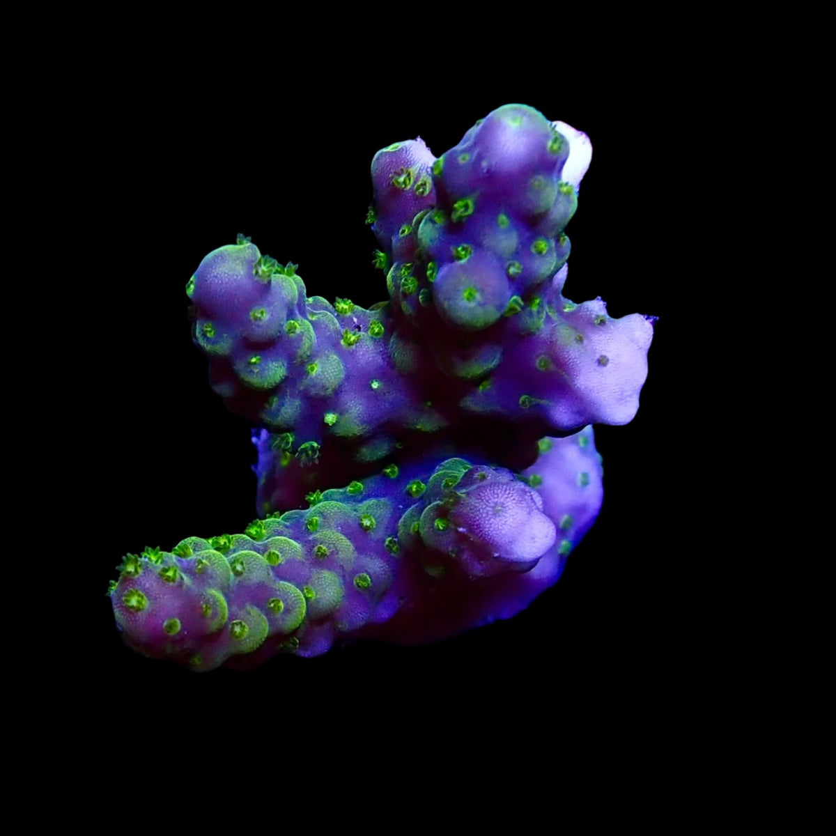 Acropora Frag Australie WYSIWYG