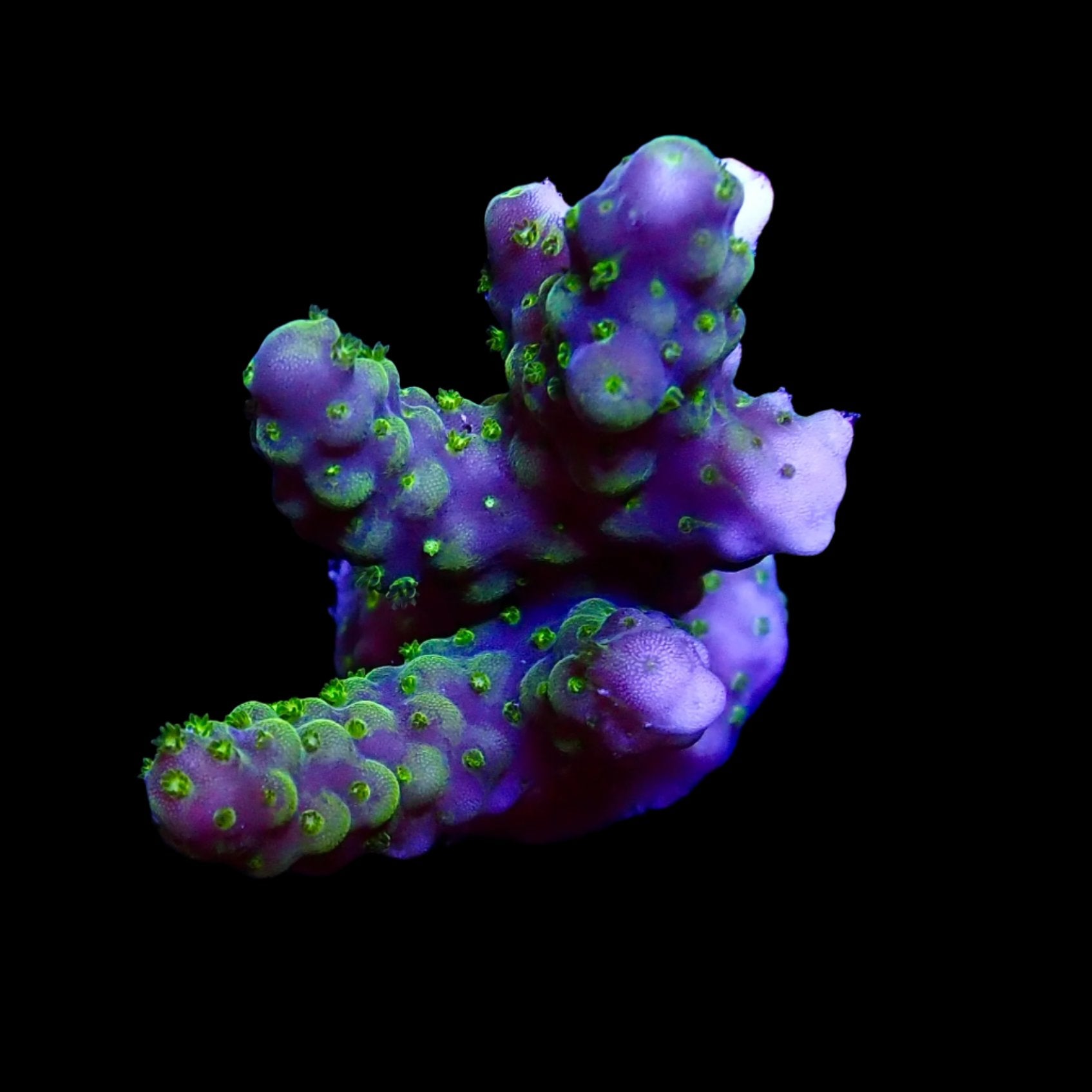 Acropora Frag Australie WYSIWYG