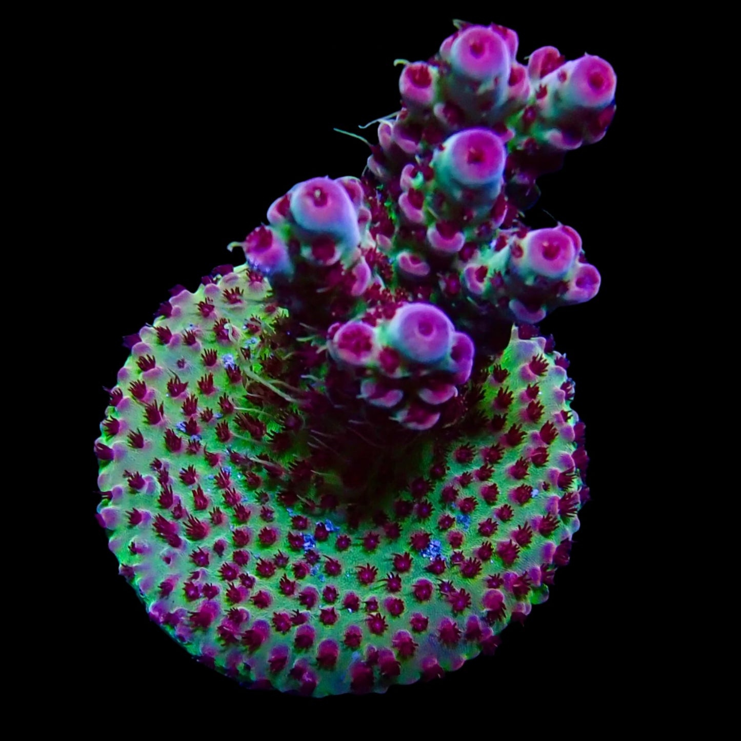 Vibrant Acropora coral under intense lighting in a reef aquarium