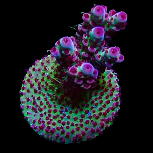 Vibrant Acropora coral under intense lighting in a reef aquarium