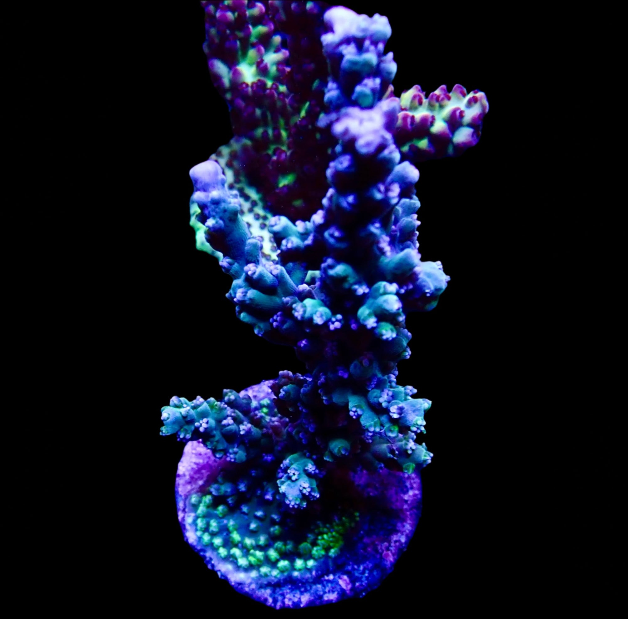 Acropora Frag Australie WYSIWYG