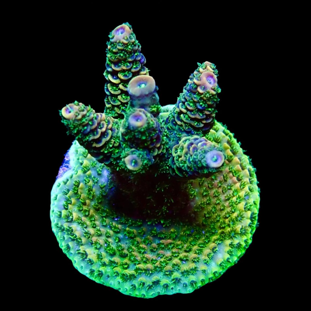 Acropora Frag Australie WYSIWYG