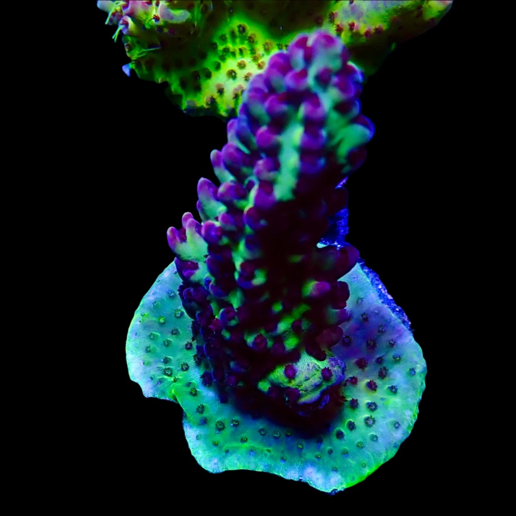 Vibrant Acropora coral under intense lighting in a reef aquarium