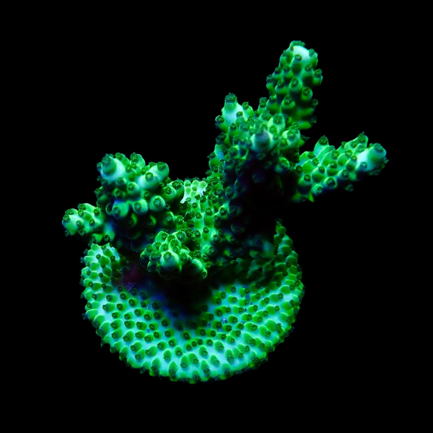 Vibrant Acropora coral under intense lighting in a reef aquarium