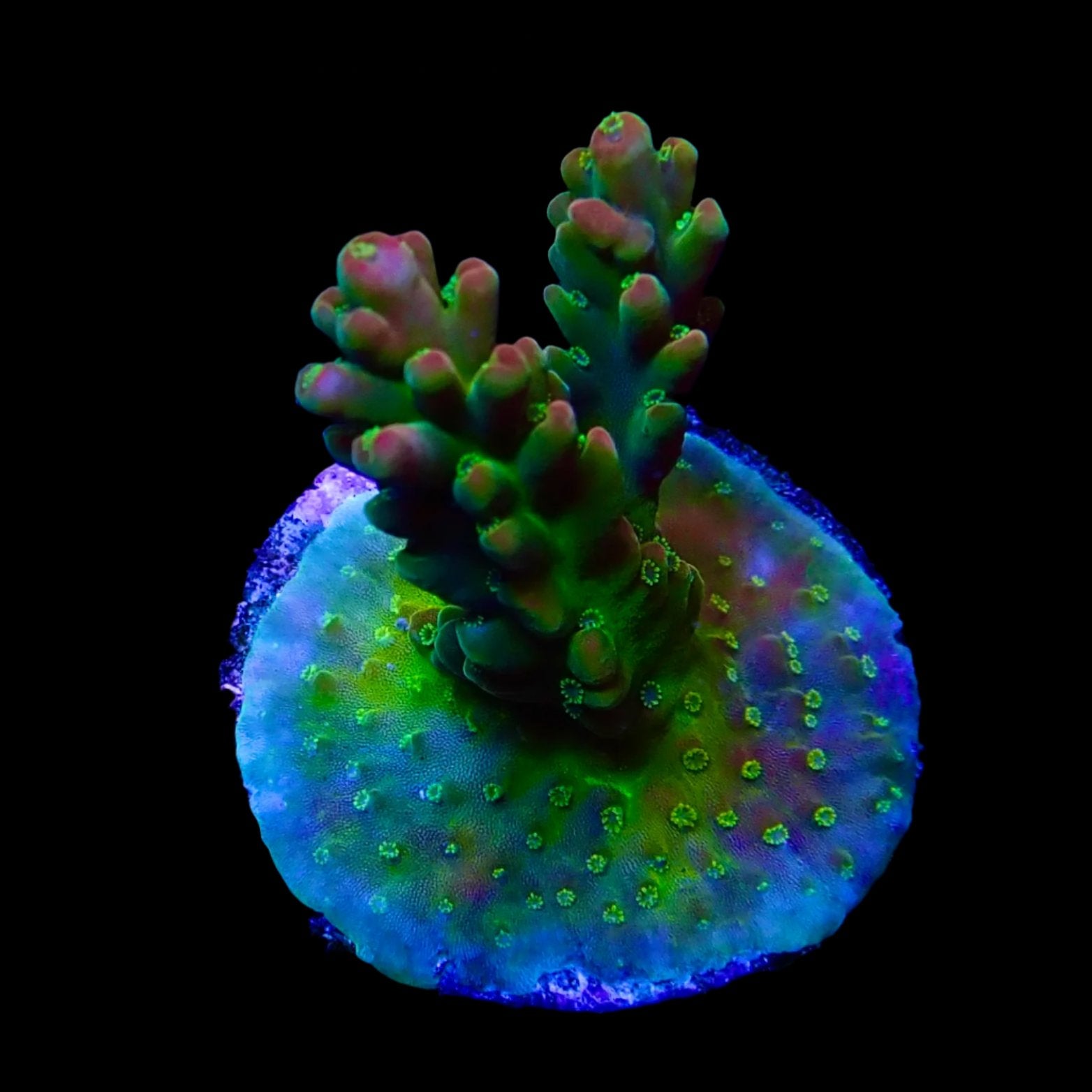 Vibrant Acropora coral under intense lighting in a reef aquarium