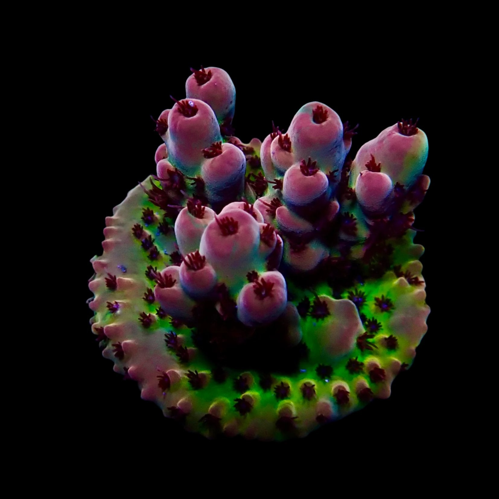 Vibrant Acropora coral under intense lighting in a reef aquarium