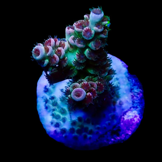 Vibrant Acropora coral under intense lighting in a reef aquarium