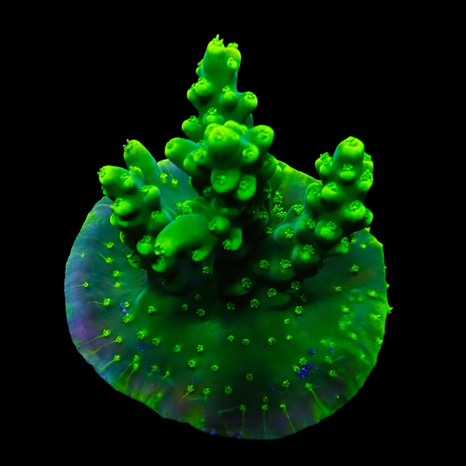 Acropora Frag Australie WYSIWYG