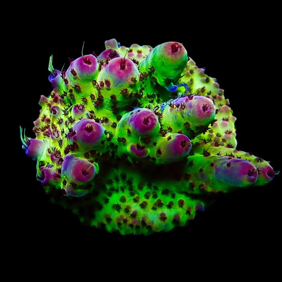 Acropora Frag Australie WYSIWYG