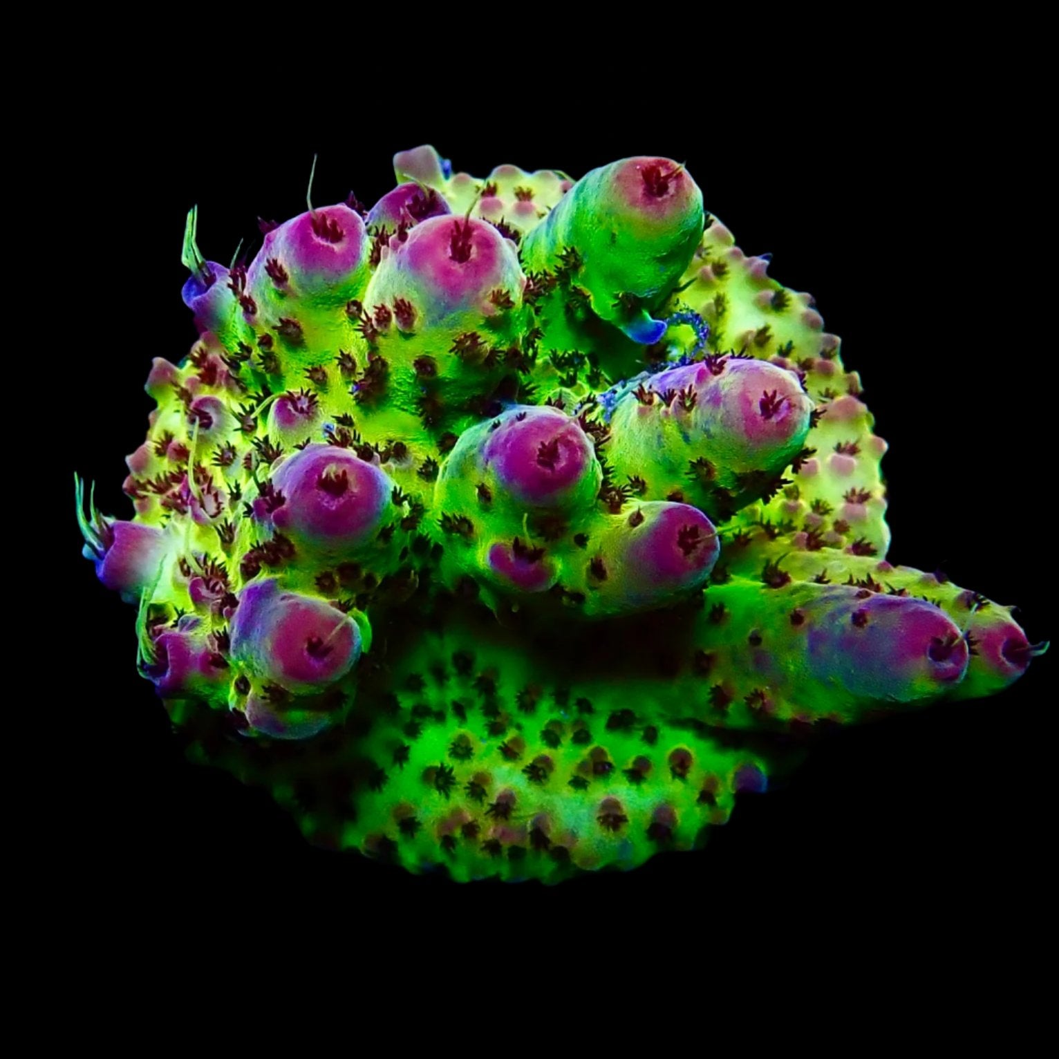 Acropora Frag Australie WYSIWYG