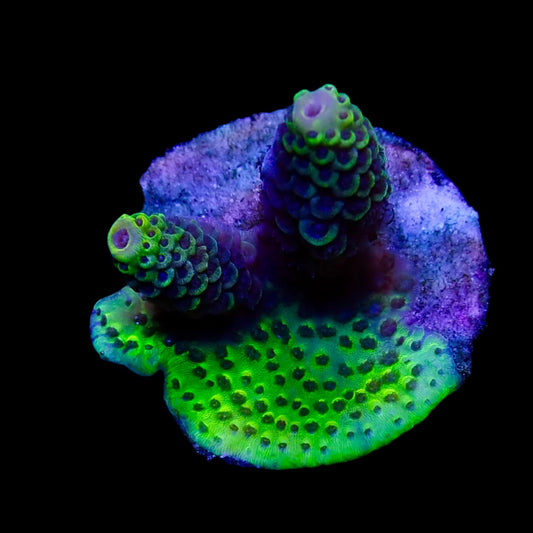 Vibrant Acropora coral under intense lighting in a reef aquarium