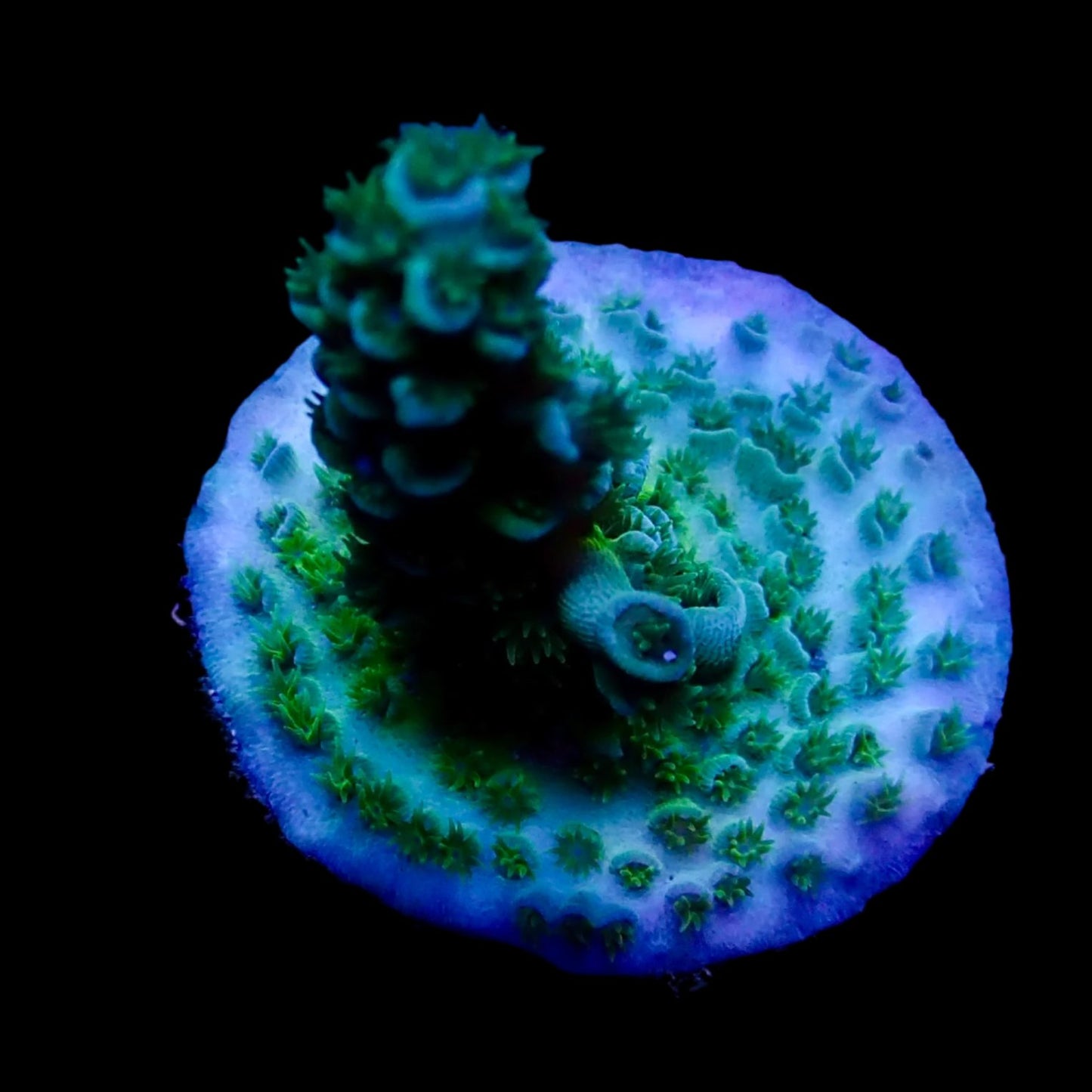 Vibrant Acropora coral under intense lighting in a reef aquarium