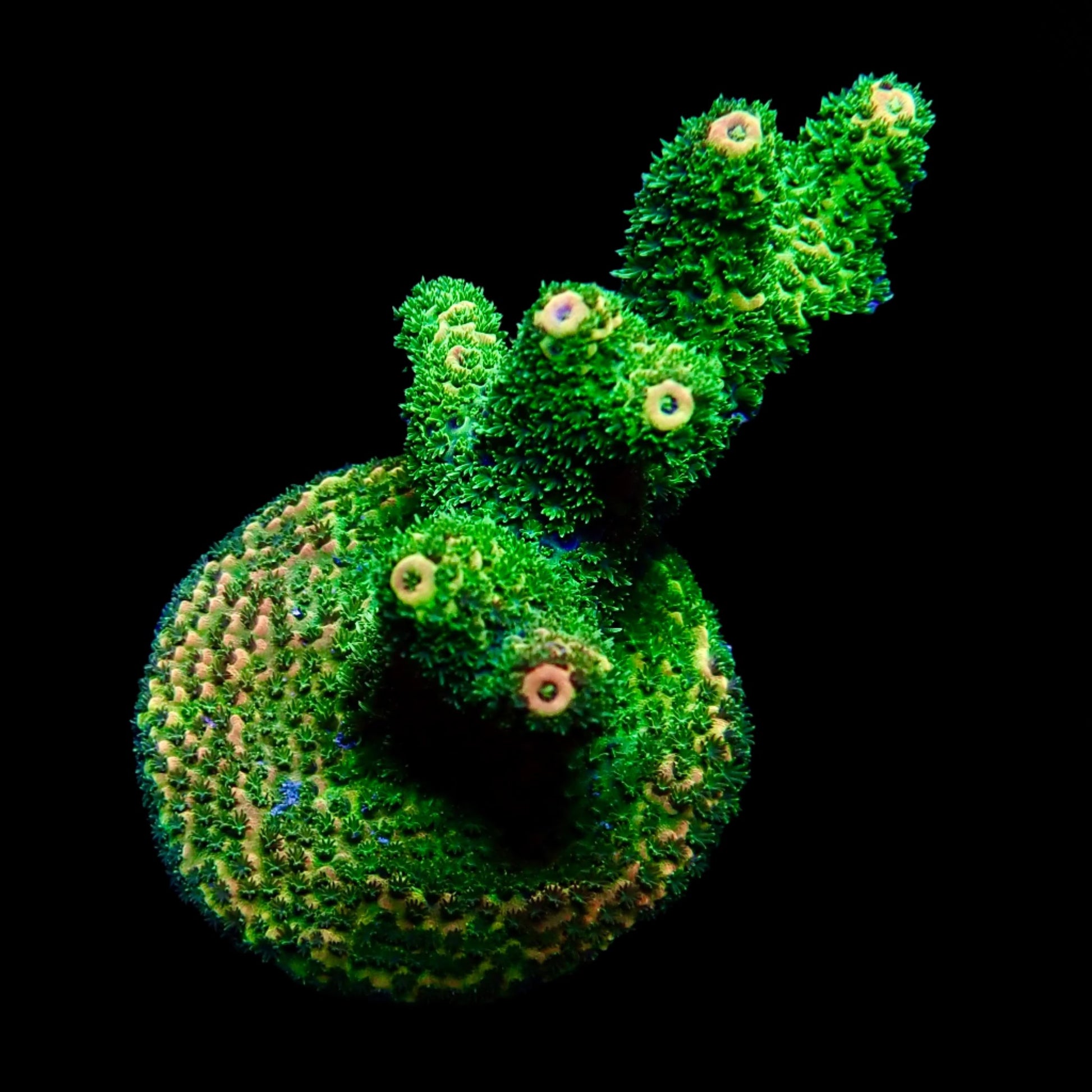 Vibrant Acropora coral under intense lighting in a reef aquarium