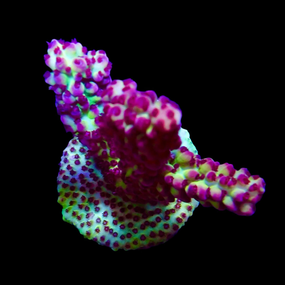 Acropora Strawberry Shortcake WYSIWYG