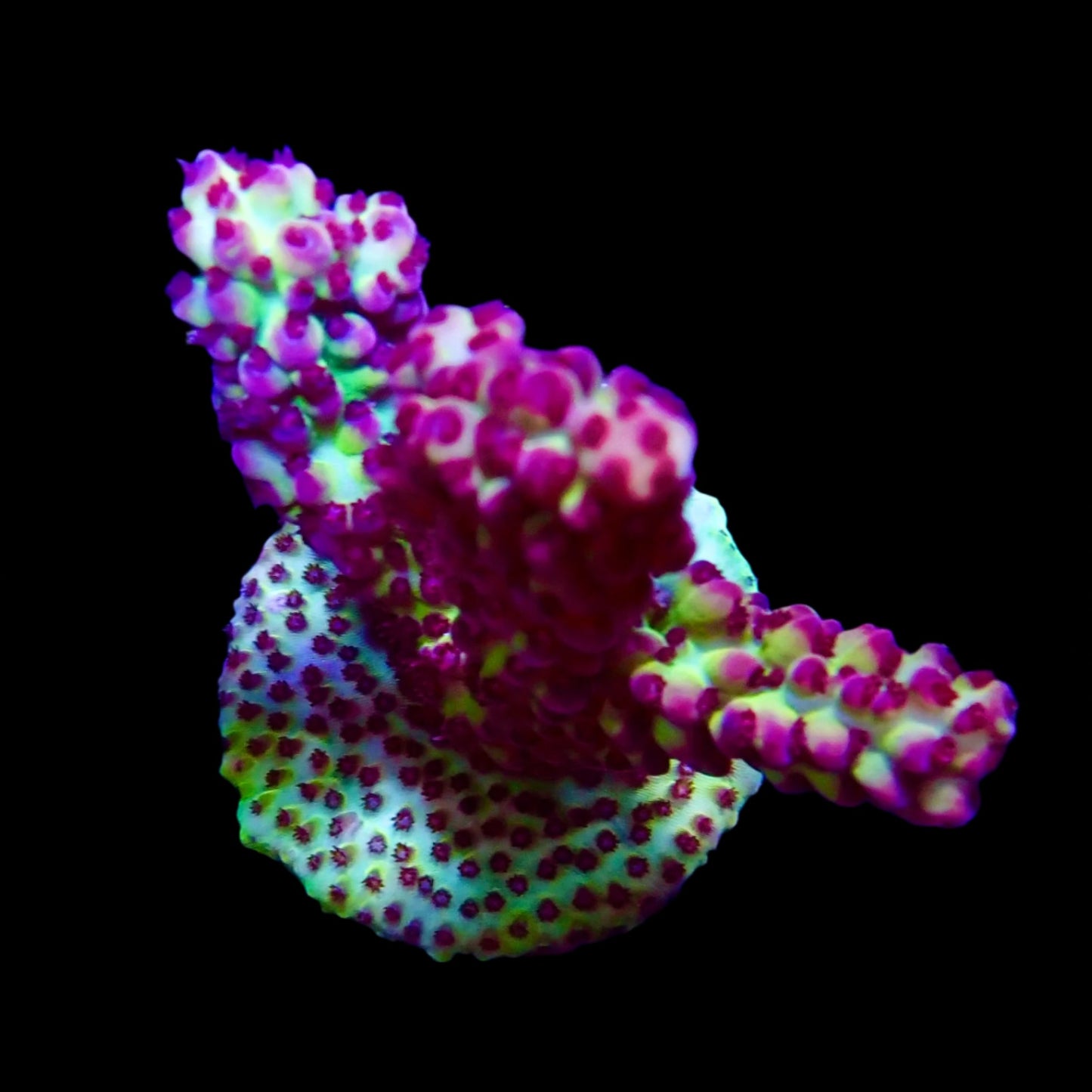 Vibrant Acropora coral under intense lighting in a reef aquarium