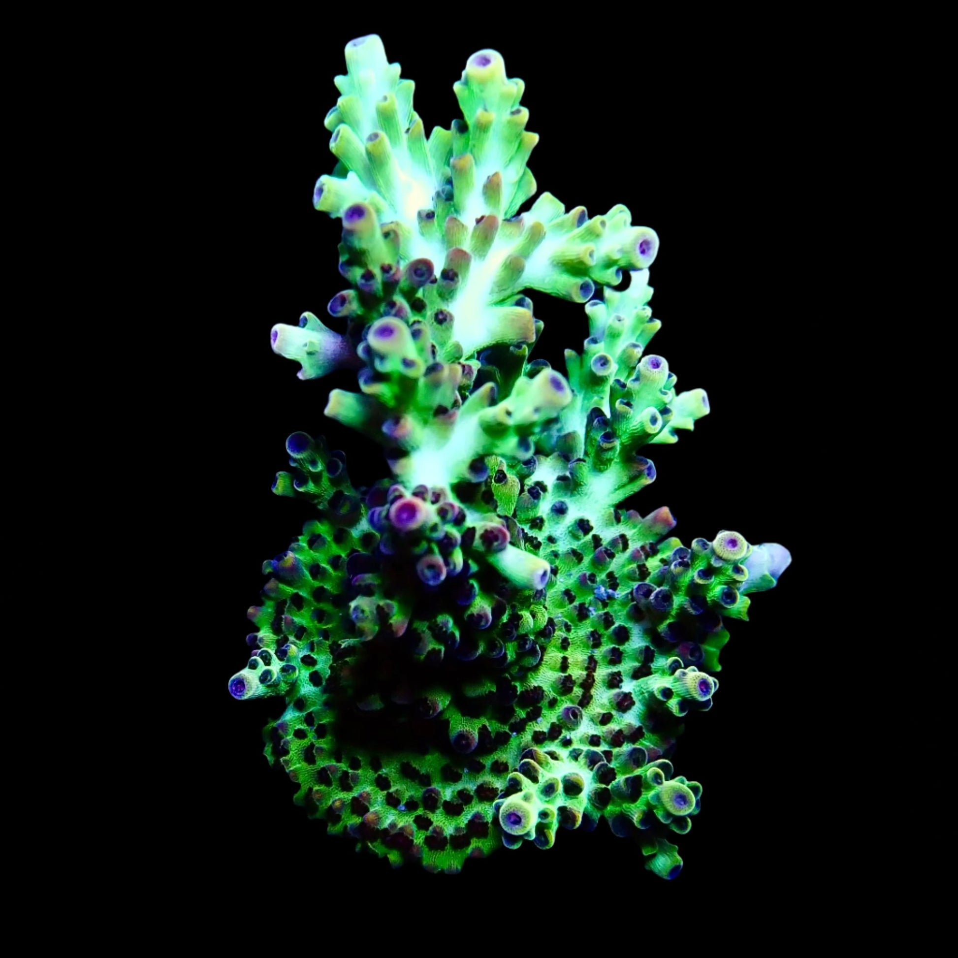 Vibrant Acropora coral under intense lighting in a reef aquarium