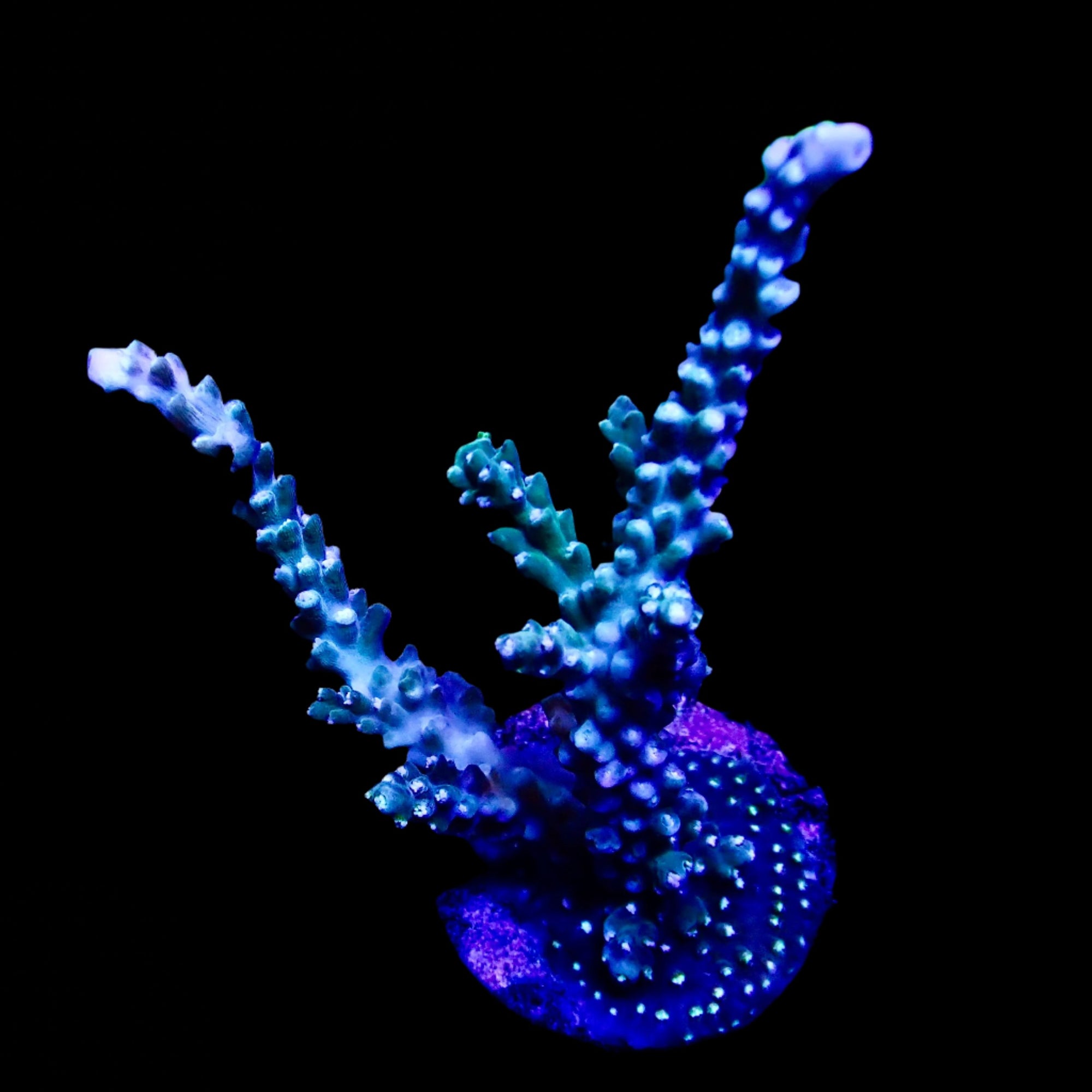 Acropora Frag Australie WYSIWYG