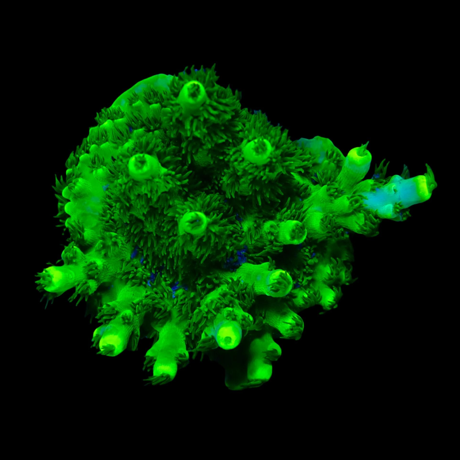 Acropora Frag Australie WYSIWYG