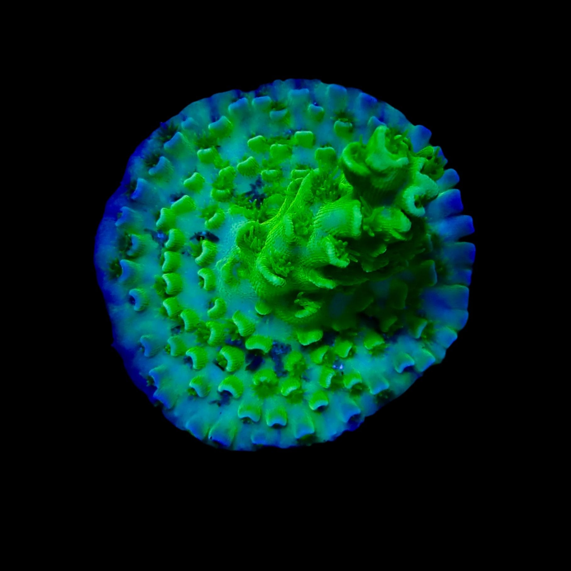 Acropora Frag Australie WYSIWYG