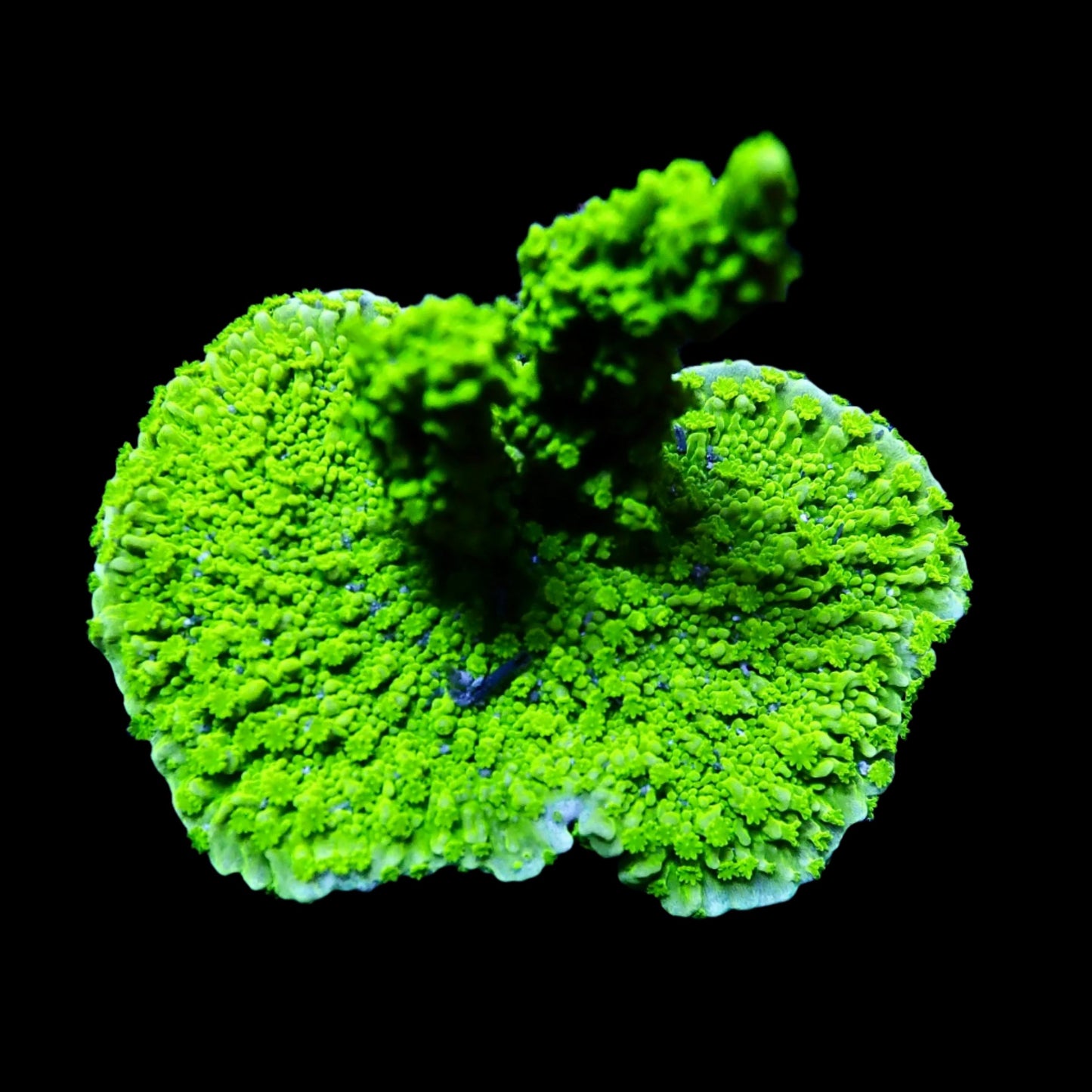 Vibrant Acropora coral under intense lighting in a reef aquarium