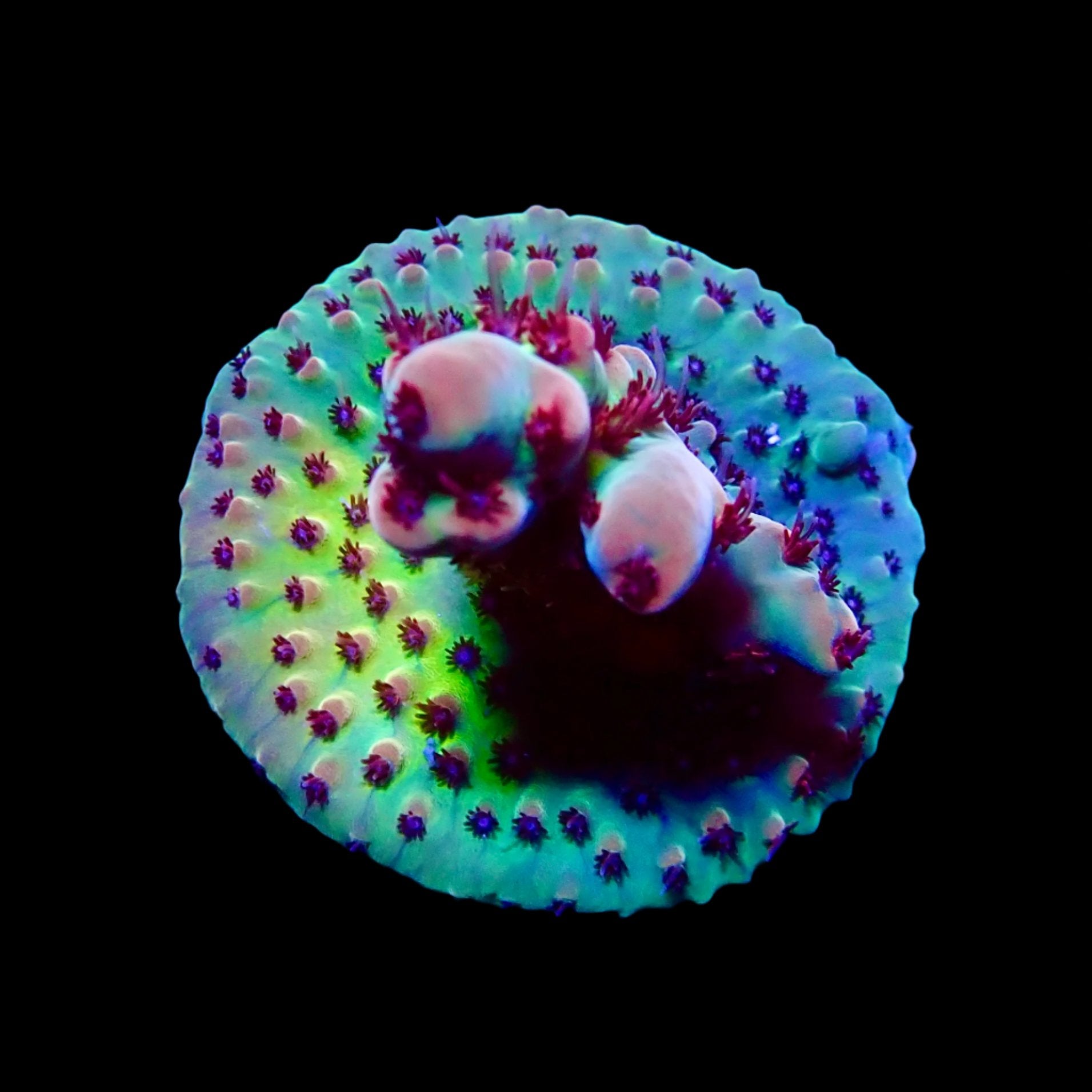 Acropora Frag Australie WYSIWYG