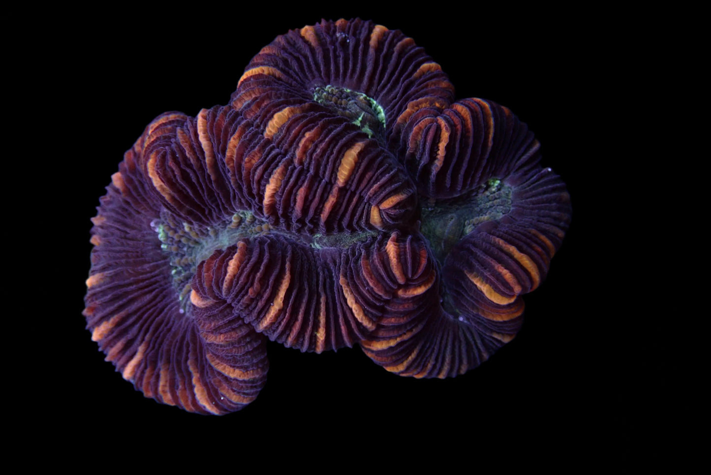 Multicolor Trachyphyllia