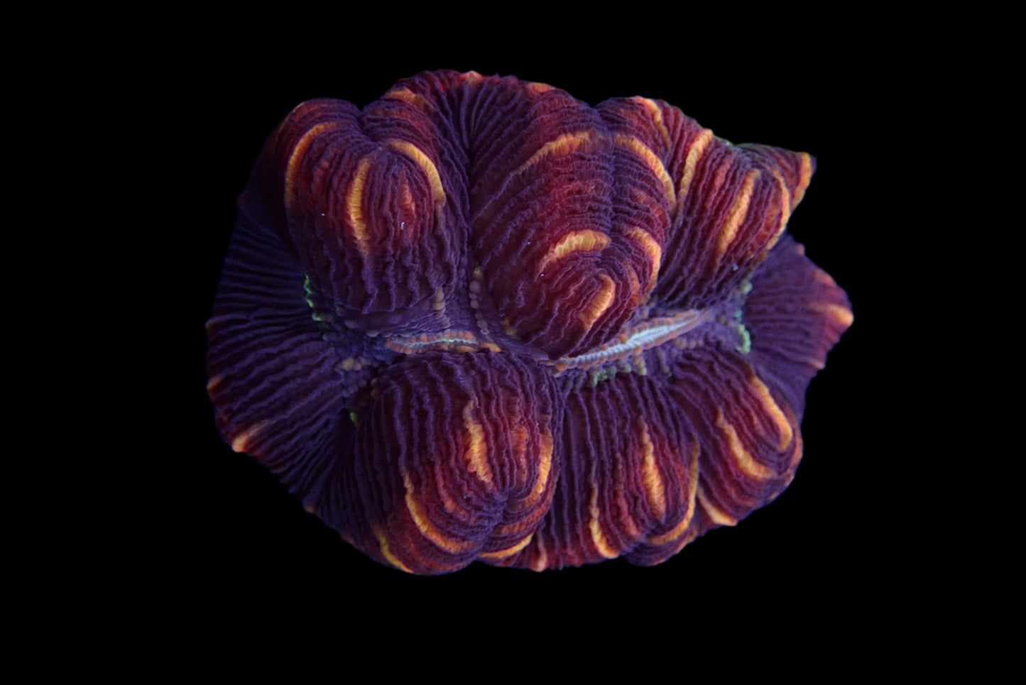 Multicolor Trachyphyllia