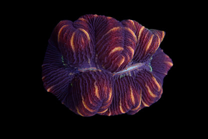 Multicolor Trachyphyllia