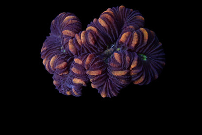 Multicolor Trachyphyllia