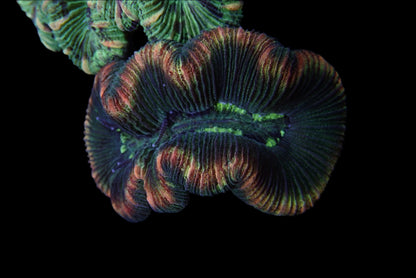 Multicolor Trachyphyllia