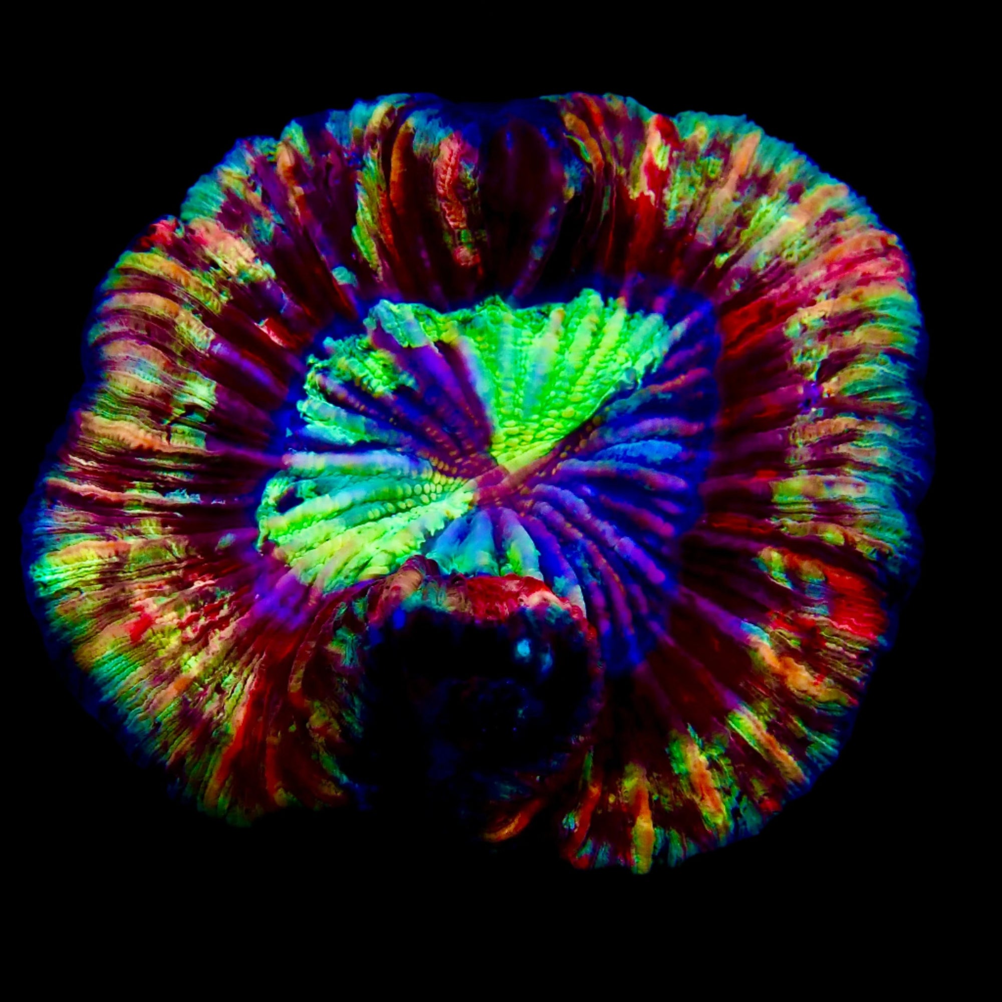 Welsophyllia Multicouleur WYSIWYG